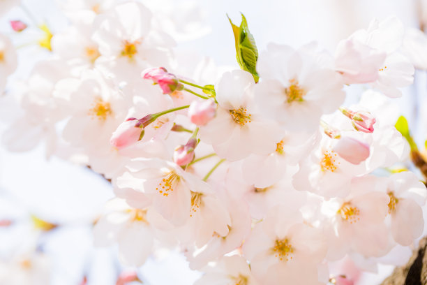 浪漫樱花图片素材ID：305256498