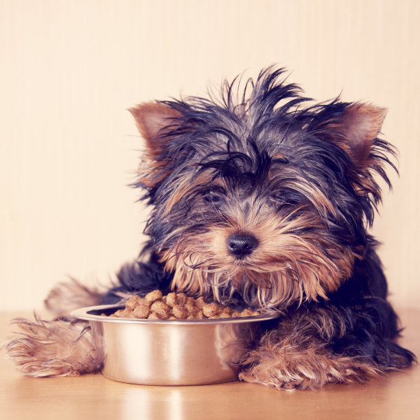 约克郡犬和一碗食物图片下载