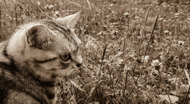 聪明的美国短毛猫，看着什么在花园里，黑白照片老风格。图片下载