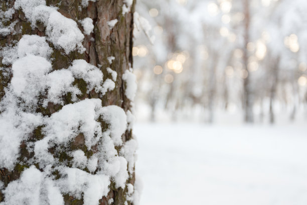 松树树干沾雪，密密的图片下载
