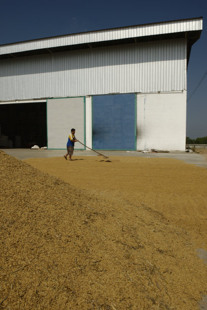 在泰国，人们正在把刚收获的大米翻干图片下载