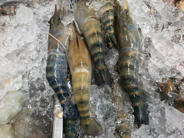 鲜虾在冰中保鲜图片下载