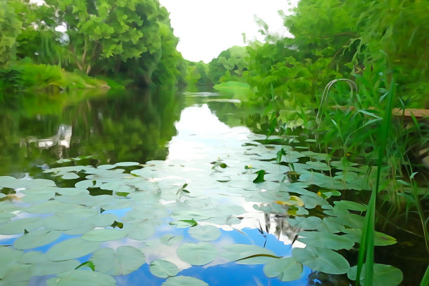 夏日里森林里一条安静的河流图片下载