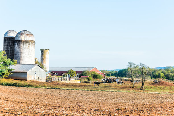 日落时分，许多奶牛在弗吉尼亚的牧场上吃草图片下载