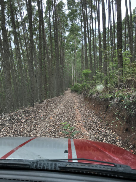 小径在树图片下载
