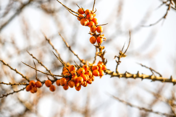 普通沙棘果实图片下载