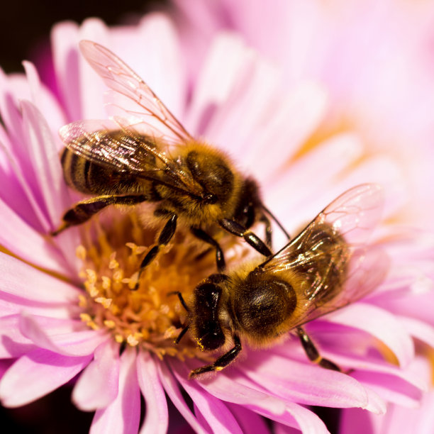 两只蜜蜂对花朵授粉的概念图片下载