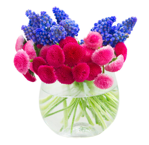 黛西和蓝铃花图片下载