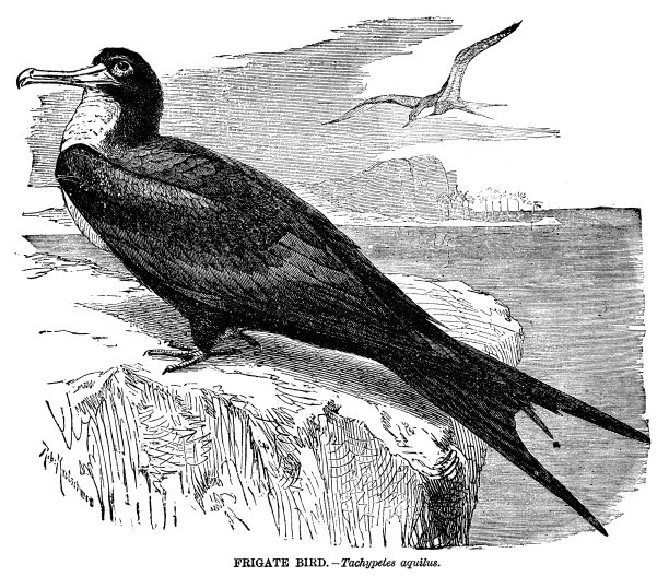 军舰鸟图片下载