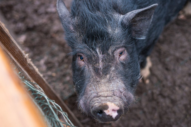 大黑猪看着画框图片下载