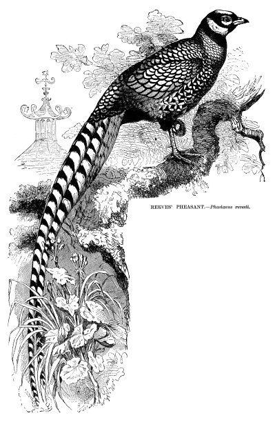 里维斯的野鸡图片下载