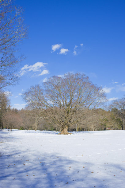 冬季公园雪图片下载