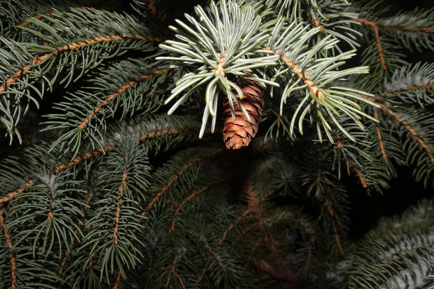 松树上的雪图片下载