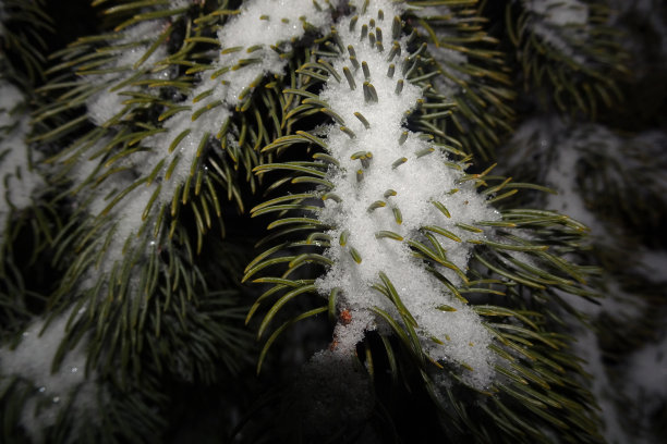 松树上的雪图片下载
