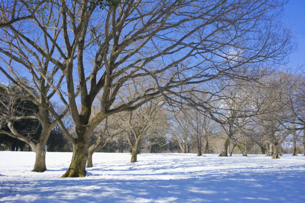 冬季公园雪图片下载