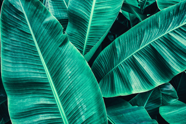 热带芭蕉叶图片下载