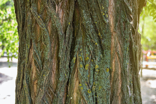 色彩丰富的金合欢树皮背景与阳光、环境和自然图片下载