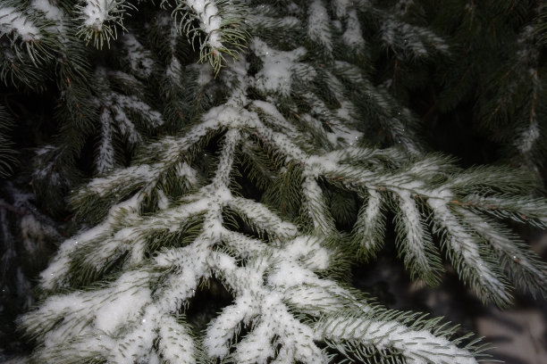 松树上的雪图片下载