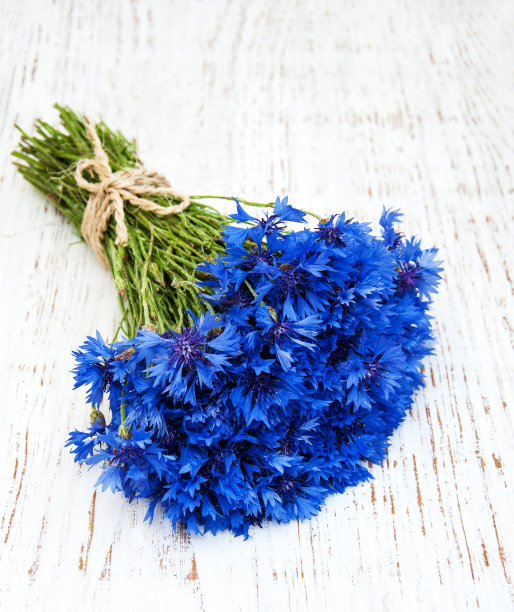 蓝色矢车菊图片下载