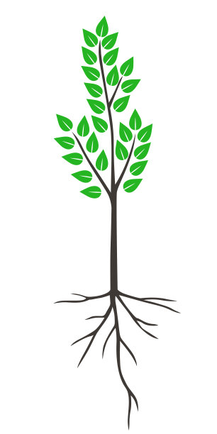 有绿叶的小树图片下载