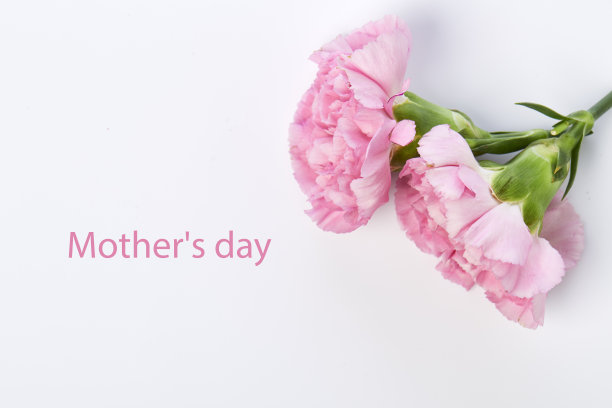 康乃馨照片素材ID：305325618