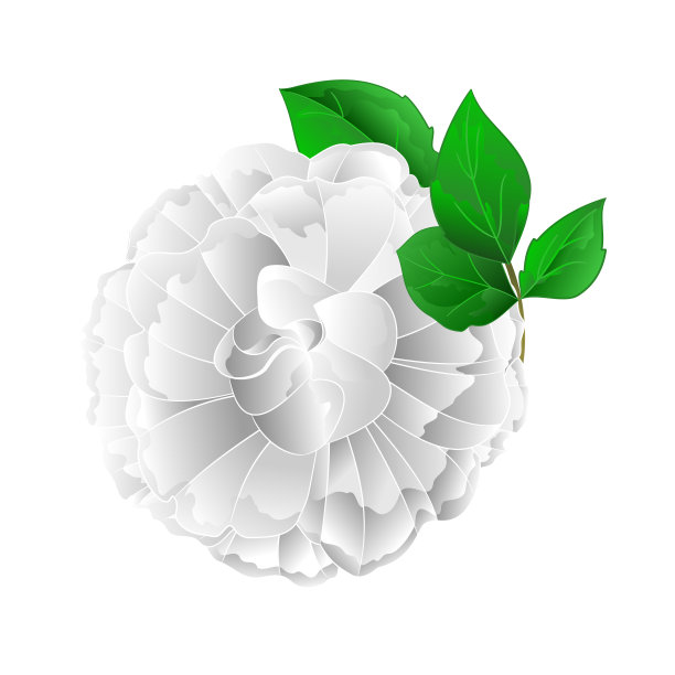 玫瑰白色的花和叶子上的白色背景矢量插图可编辑图片下载