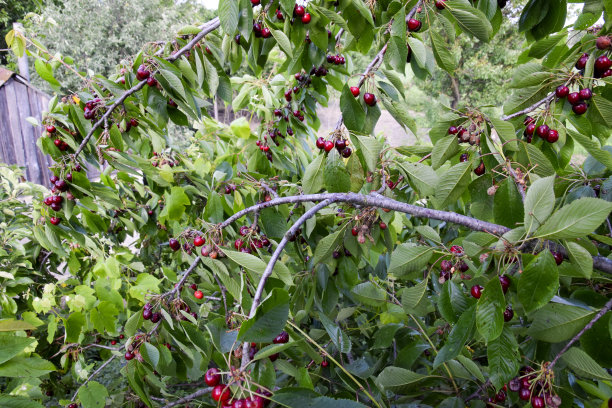 成熟的甜樱桃。图片下载