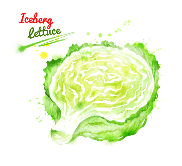 冰山莴苣的水彩画插图素材图片