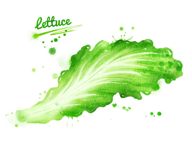 莴苣叶的水彩插图图片下载