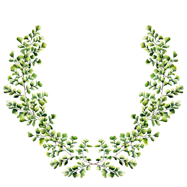 水彩与铁线蕨叶的花边。手绘花圈与树枝，蕨叶孤立在白色背景。设计或背景图片下载