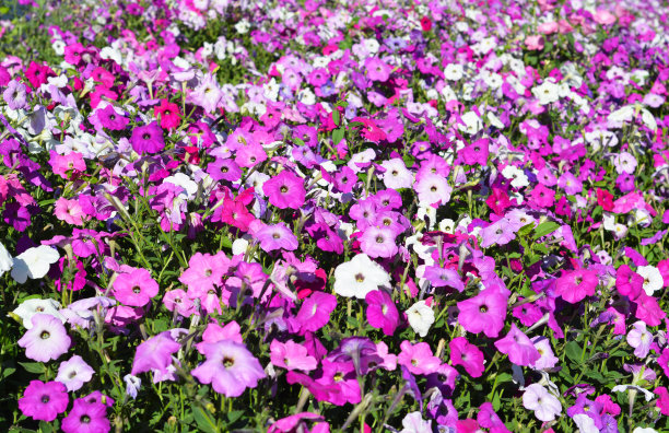 彩色的矮牵牛花花坛。五彩缤纷的夏季矮牵牛花背景。图片下载