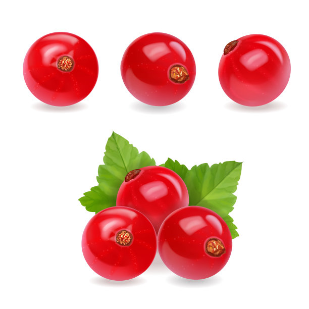 红醋栗。现实的矢量插图的浆果和绿色的叶子在白色的背景图片下载