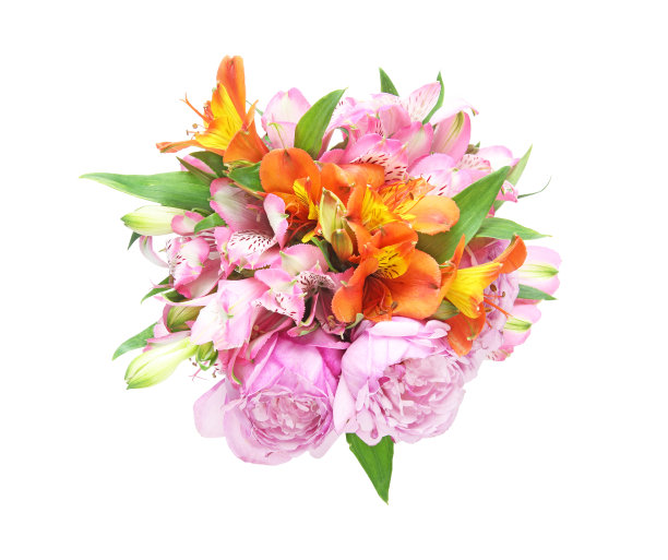 白色背景下的白花图片下载