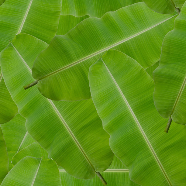 无缝模式背景的绿色香蕉叶图片下载