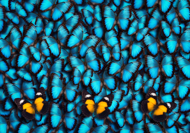 蝴蝶照片素材ID：305346378