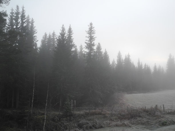 乡村的清晨雾气迷蒙，地上有一层薄雾图片下载