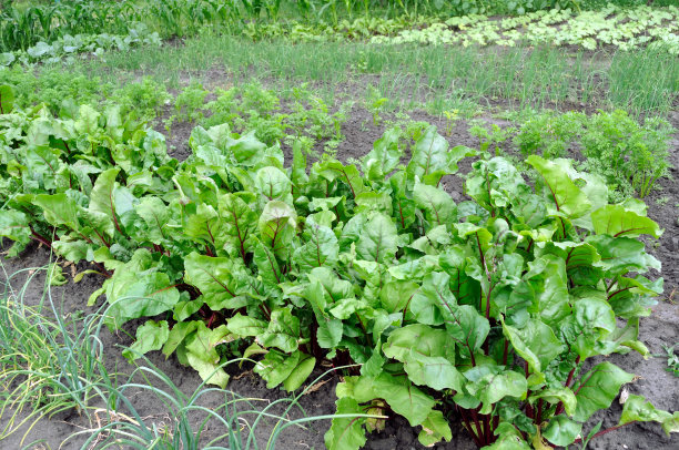 有机栽培各种蔬菜图片下载