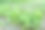 有机栽培各种蔬菜图片下载