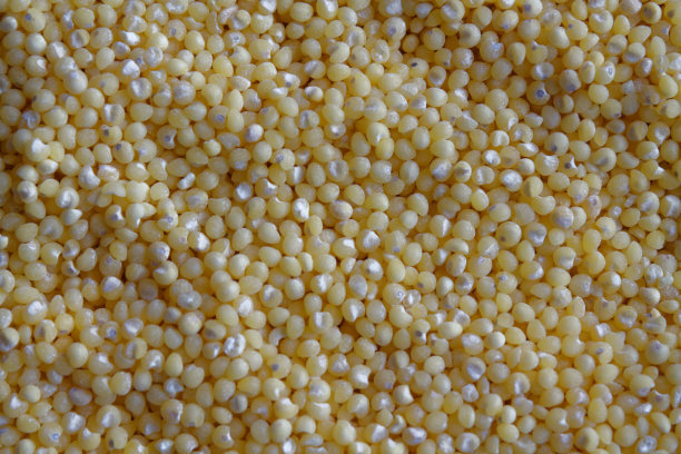 以黄谷子为质地或背景的合理营养理念和健康的生活方式。顶部视图，特写作为背景或纹理图片下载