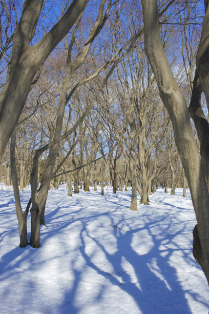冬季森林雪图片下载