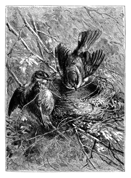 鸟类筑巢图片下载