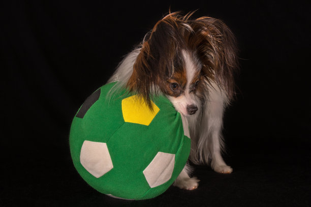 漂亮的狗大陆玩具猎犬蝶耳犬与一个足球在黑色的背景图片下载