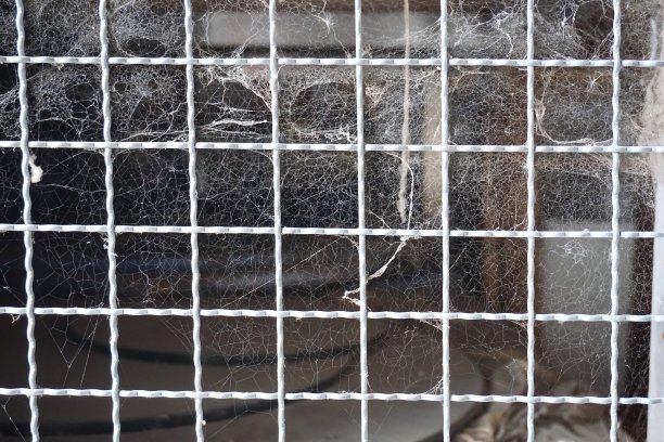 旧的蜘蛛网图片下载