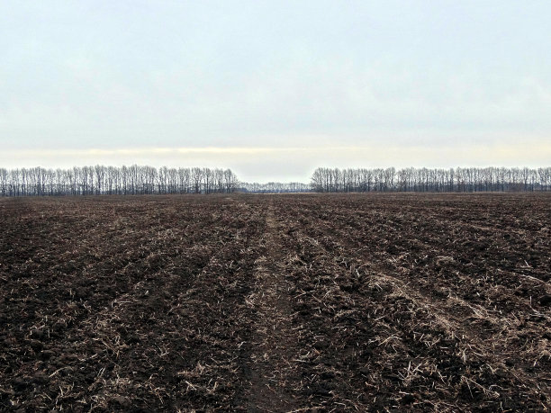 天空衬托着田野里的树木图片下载
