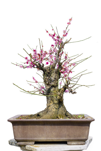 梅花盆景素材图片