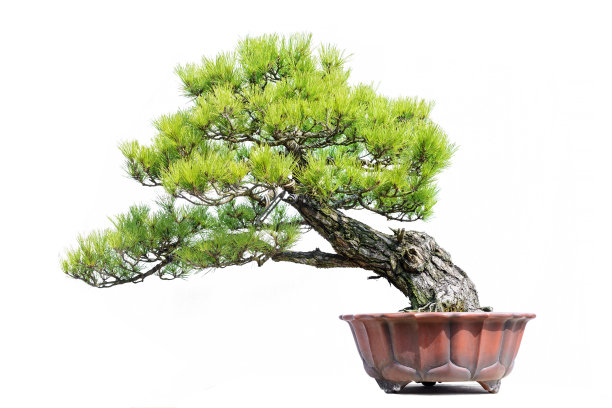 松树盆景图片下载