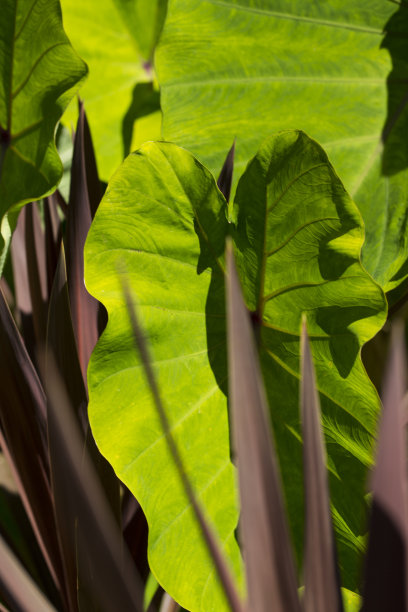 象耳叶子-股票形象图片下载