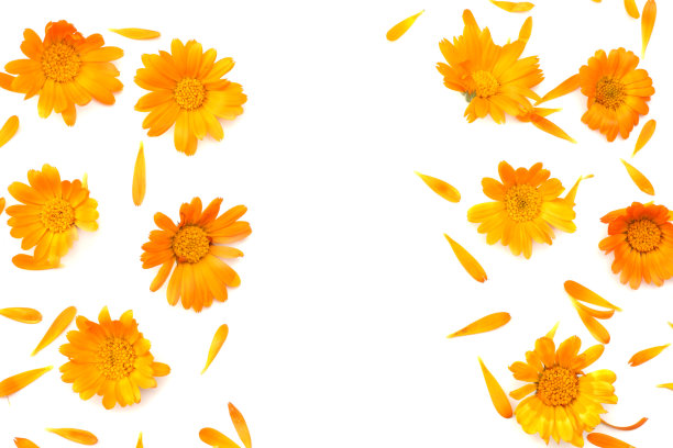 万寿菊花孤立在白色背景(金盏花)俯视图素材图片