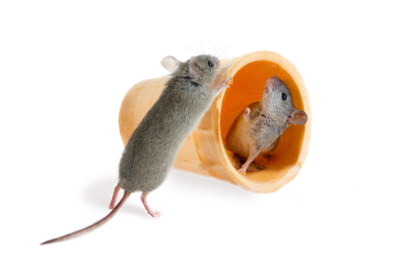 近景鼠标推锥与内部的另一个鼠标。孤立在白色素材图片