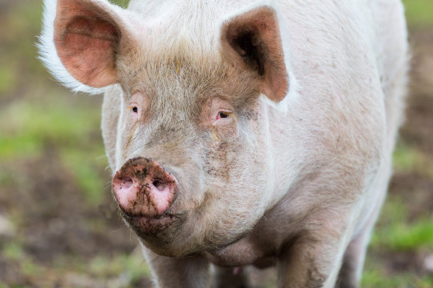正面视图人像成年猪站在地上素材图片